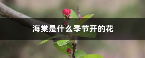 海棠是什么季节开的花，喜欢水多还是水少