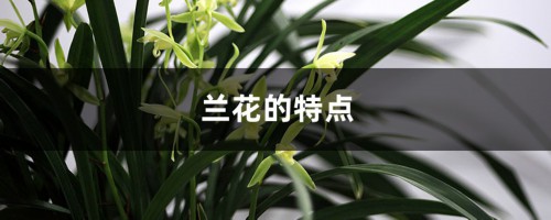 兰花的特点，怎样养兰花