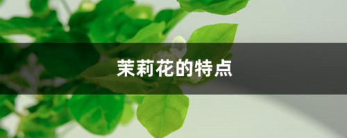 茉莉花的特点