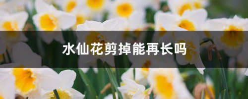 水仙花剪掉能再长吗