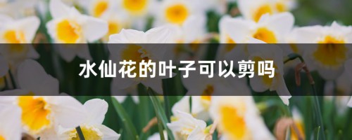 水仙花的叶子可以剪吗