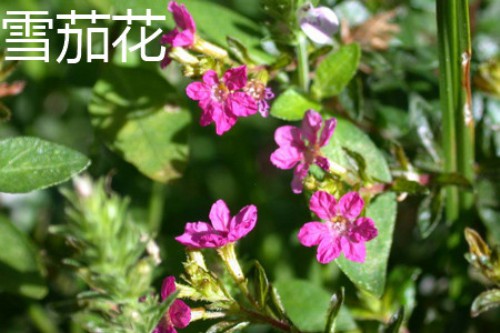 雪茄花