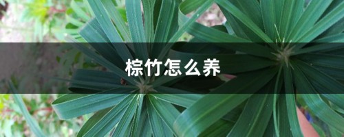 棕竹怎么养才长得好