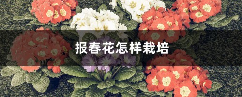 报春花怎样栽培