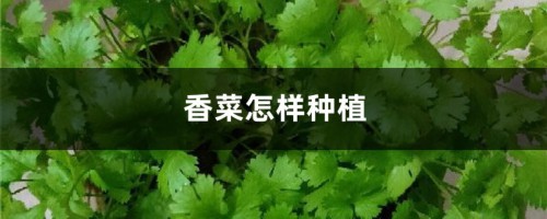 香菜怎样种植