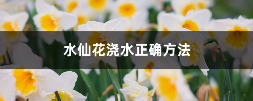 水仙花浇水正确方法，怎么施肥