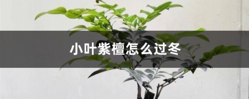 小叶紫檀怎么过冬