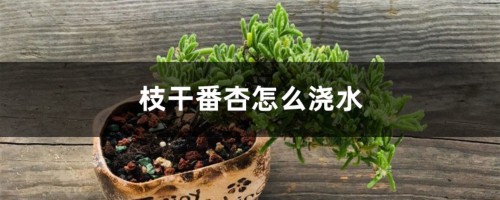 枝干番杏怎么浇水