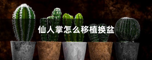 仙人掌怎么移植换盆